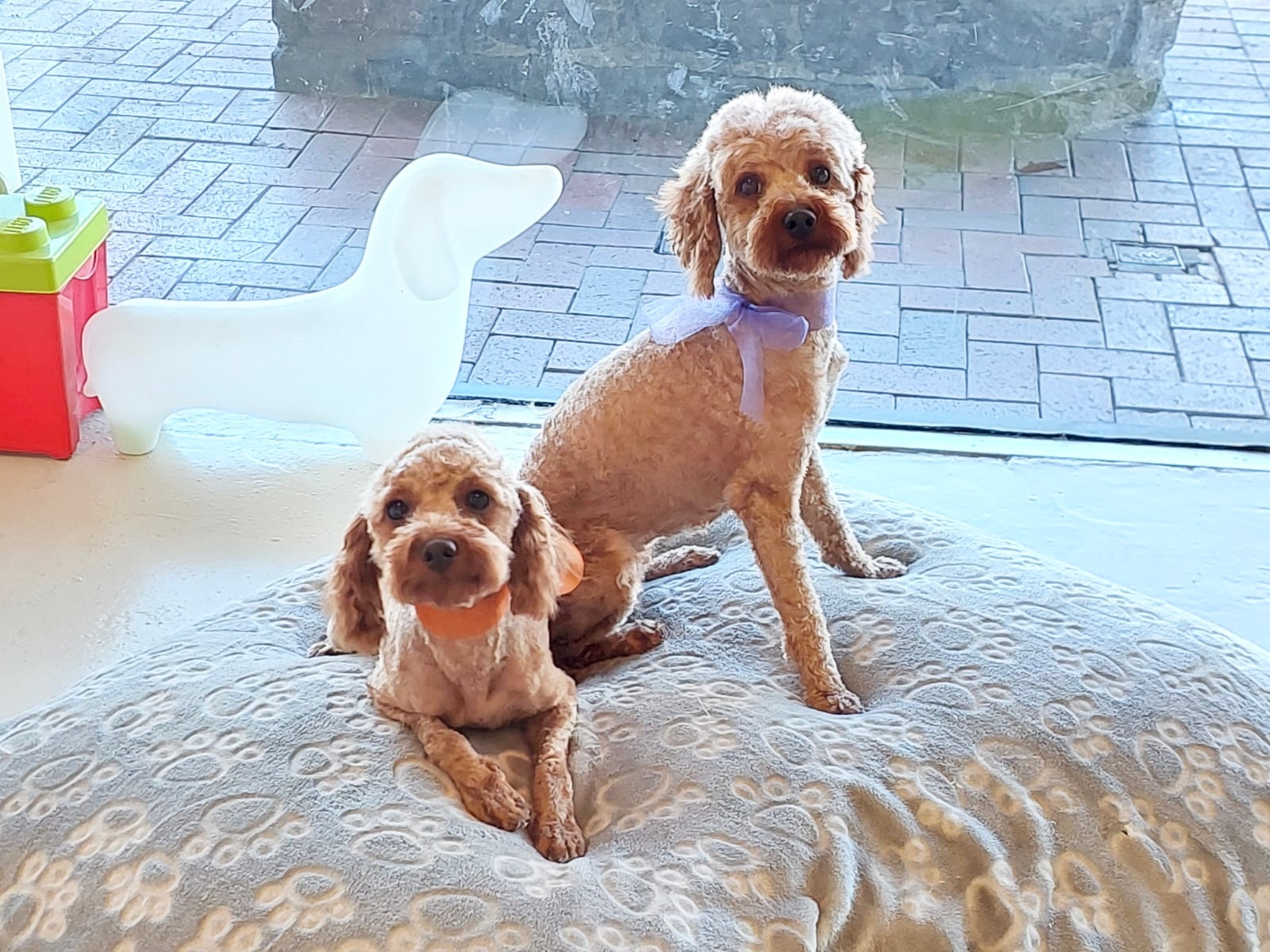 Groomed dog at Hound Grooming Studio — photo 9