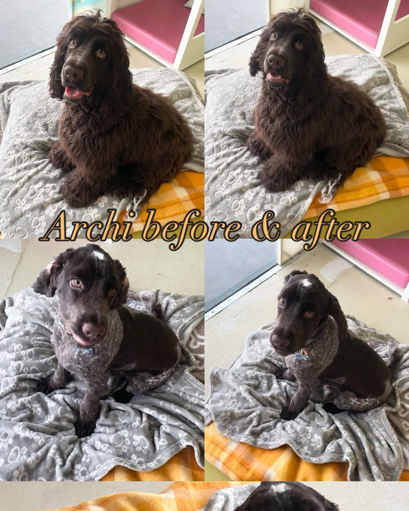Groomed dog at Hound Grooming Studio — photo 13