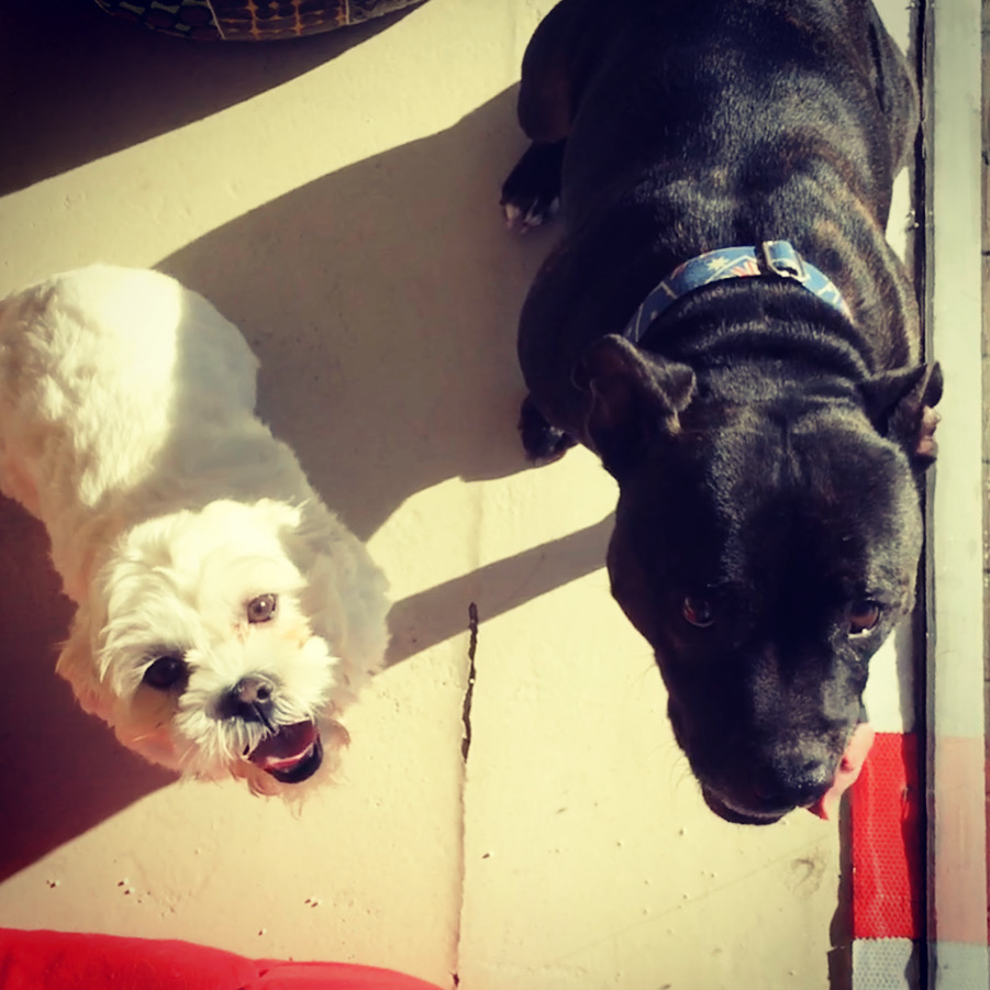 Groomed dog at Hound Grooming Studio — photo 14