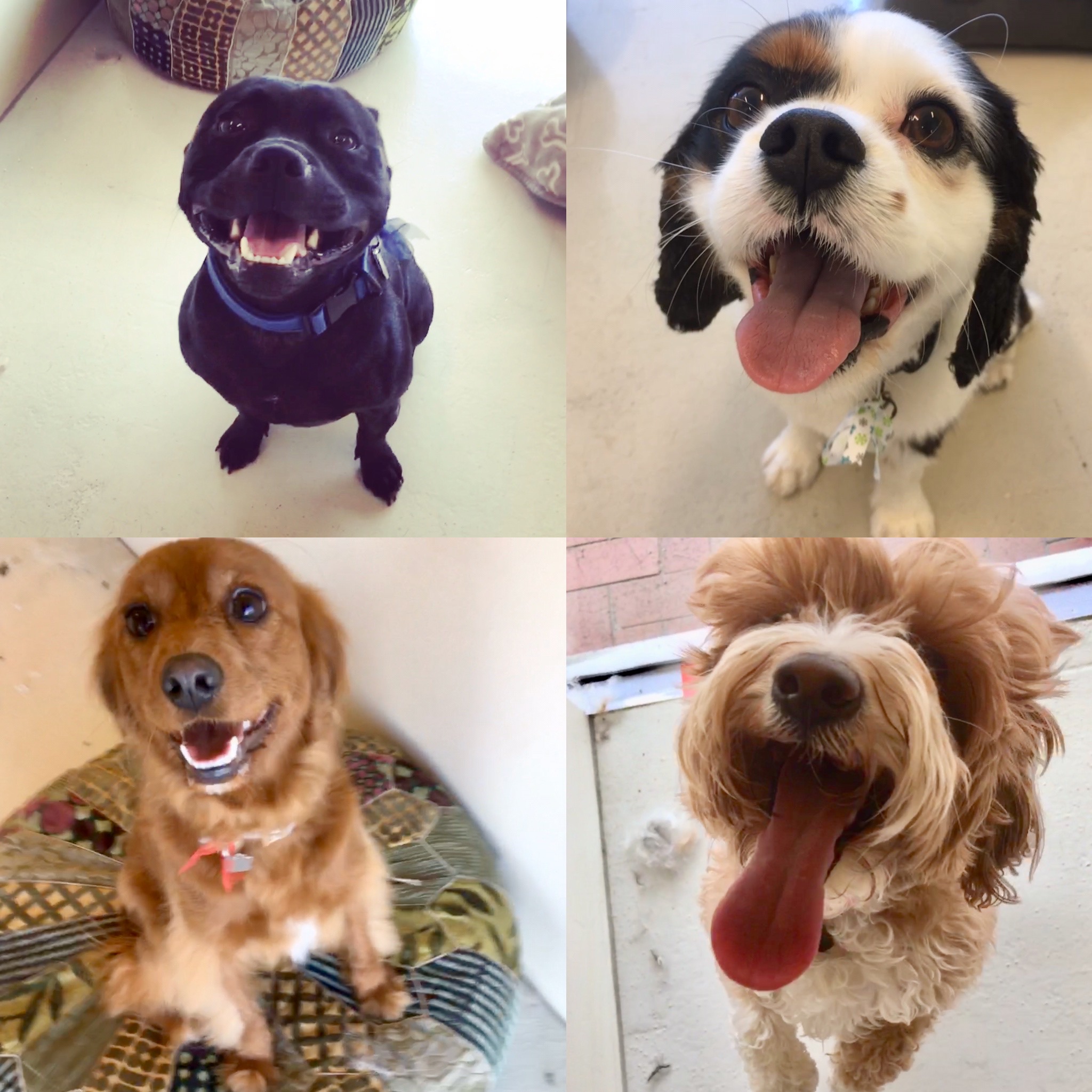 Groomed dog at Hound Grooming Studio — photo 12