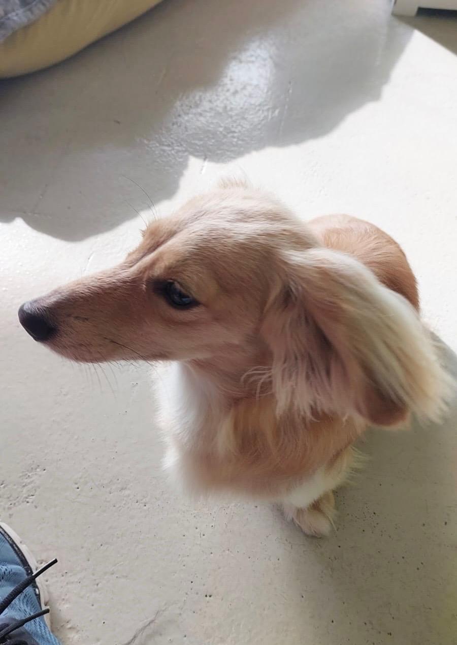 Groomed dog at Hound Grooming Studio — photo 10