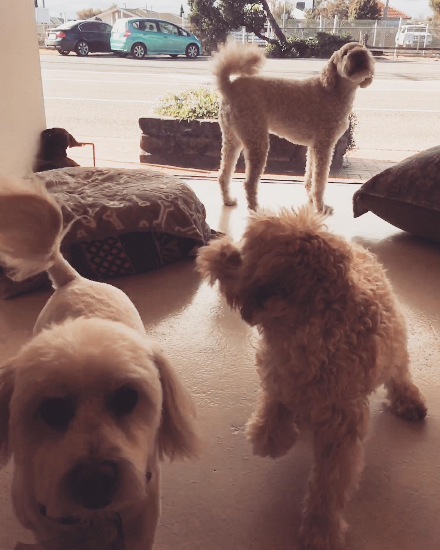 Groomed dog at Hound Grooming Studio — photo 15