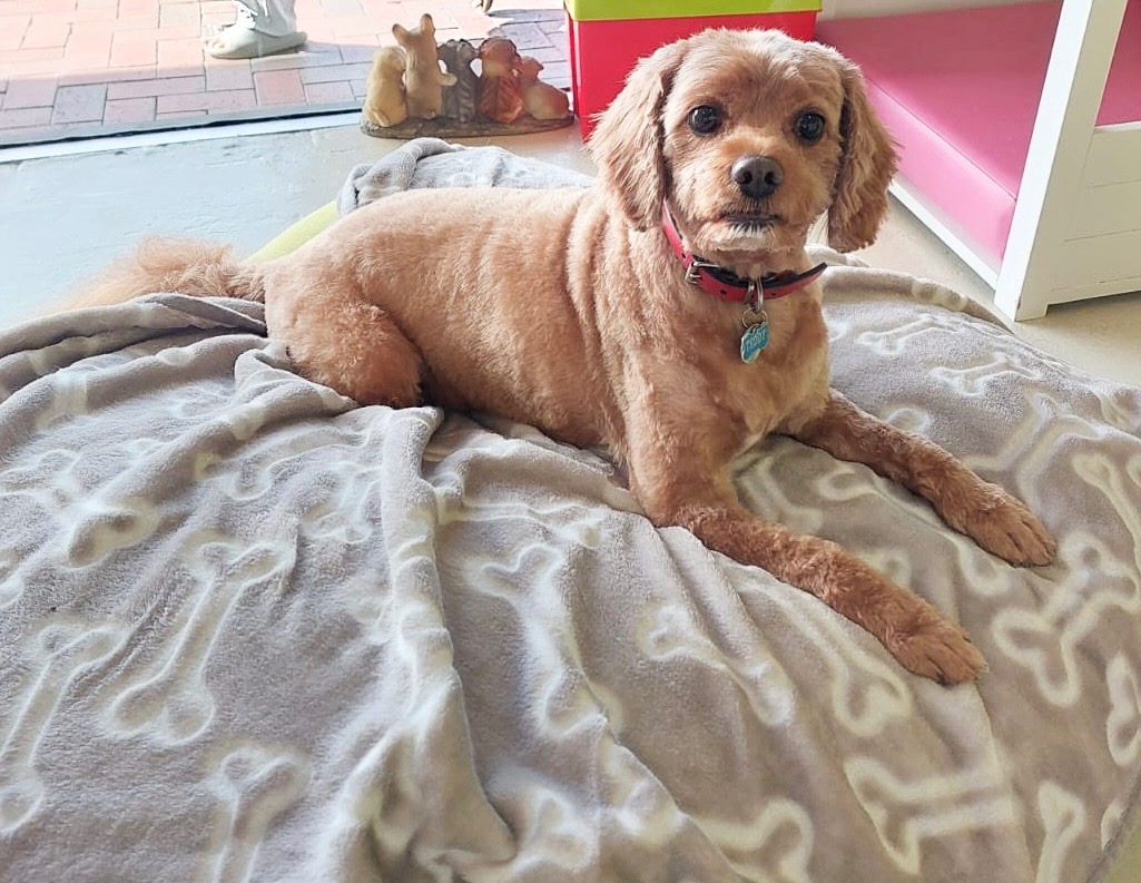 Groomed dog at Hound Grooming Studio — photo 19