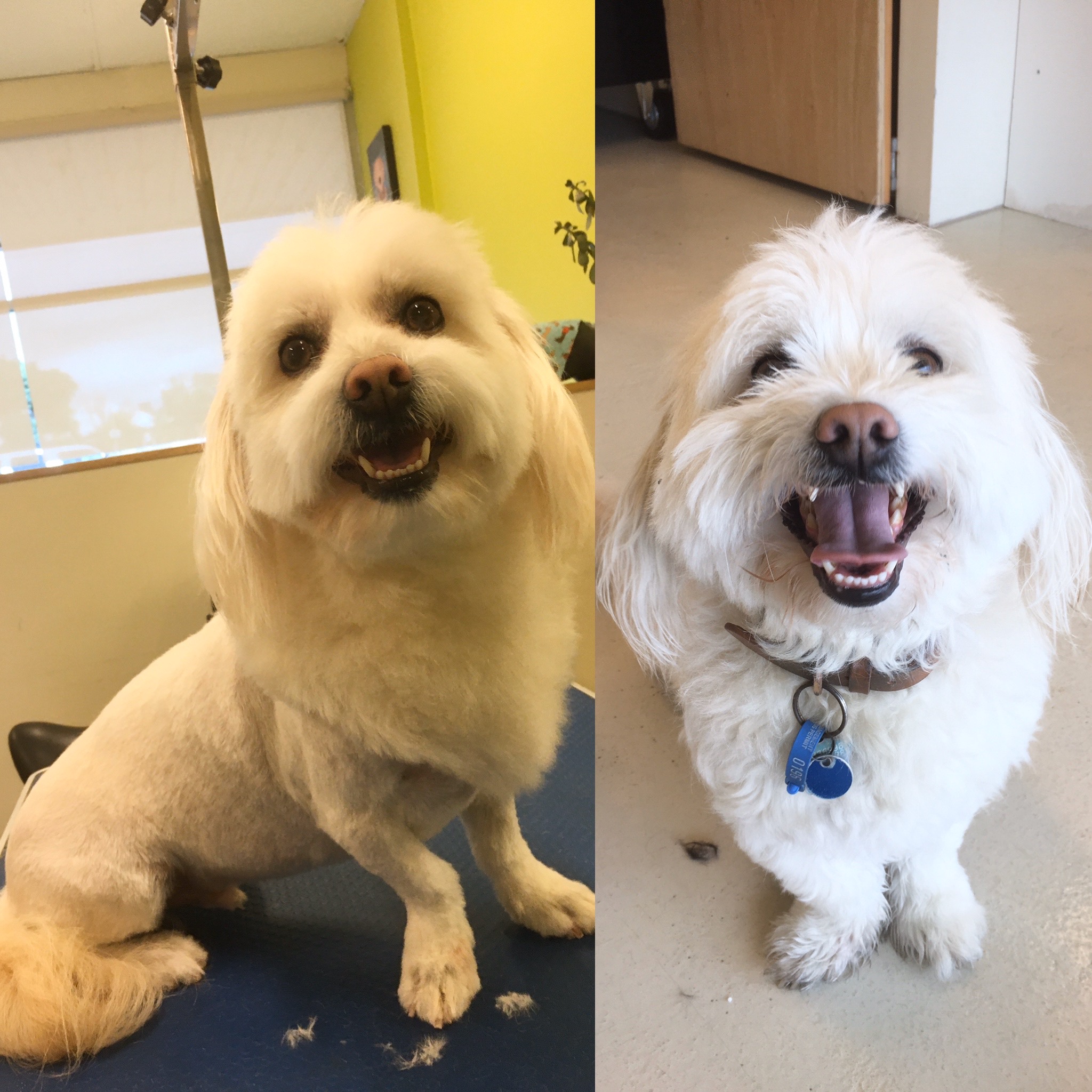 Groomed dog at Hound Grooming Studio — photo 22