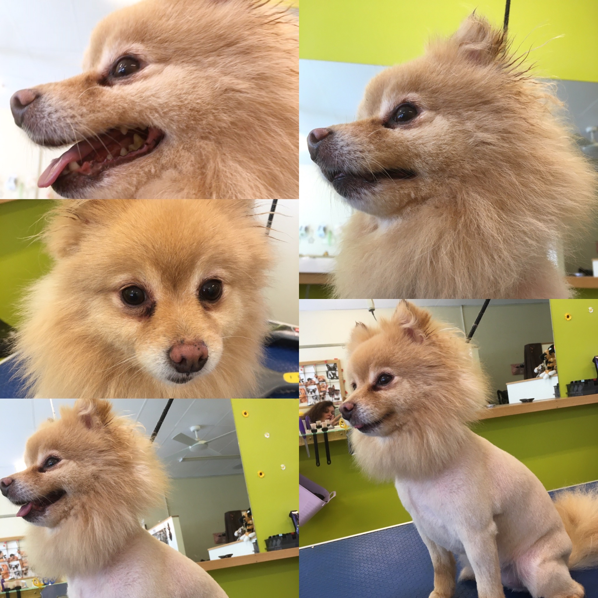Groomed dog at Hound Grooming Studio — photo 23