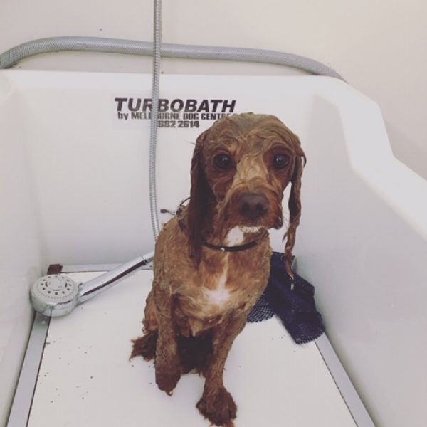 doggy bathing service