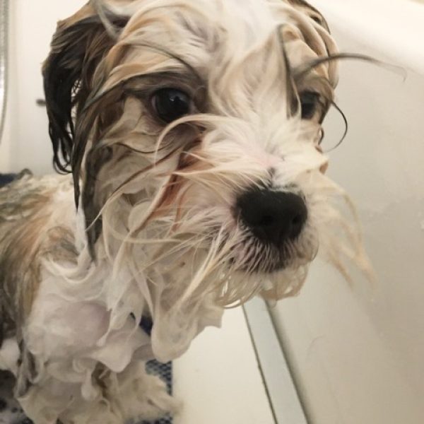 doggy bathing